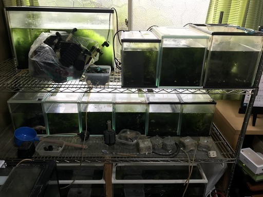 ★めだか繁殖用に！水槽１３本・ブロアー・エアレーションなどなど沢山セットでお願いします。★