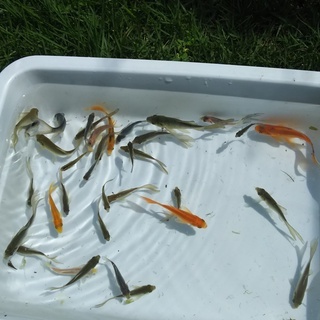 魚取沼系　鉄魚（引き取り限定）の画像