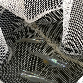 ミントスター月光　7匹の画像