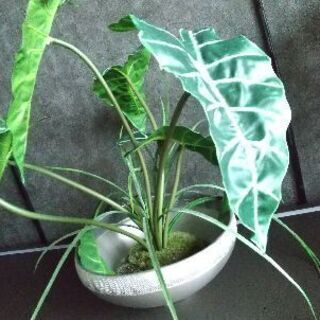 観葉植物