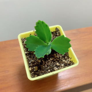 ★期間限定SALE☆多肉植物 子宝草 マザーリーフ 妊活 抜き苗