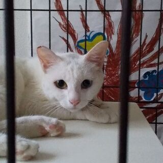 緊急案件♡幸福を呼ぶオッドアイ♡