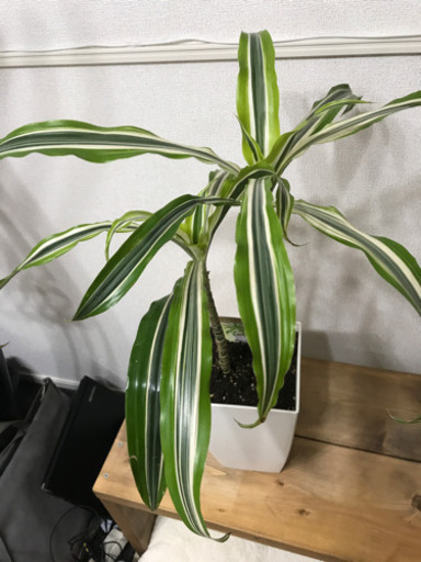 観葉植物　ワーネッキ　レモンライム