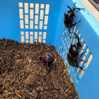カブトムシ差し上げます【一旦取り引き終了にします】