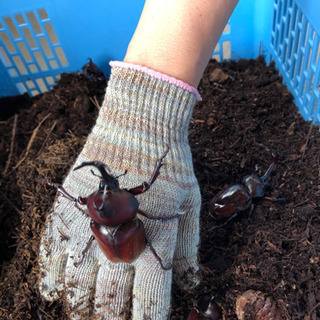 カブトムシ差し上げます【一旦取り引き終了にします】の画像
