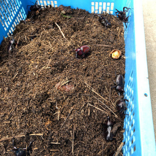 カブトムシ差し上げます【一旦取り引き終了にします】の画像