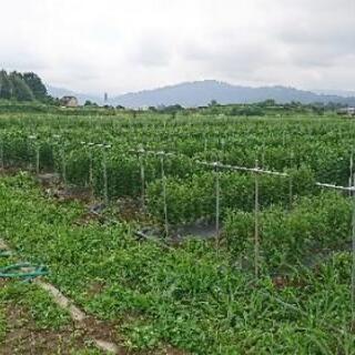 【急募】【来年、令和4年度】規模拡大の為、愛知の新城市で小菊の農作業アルバイト・パート募集＼(^_^)／助けてください (小菊の状況動画あり) - 新城市