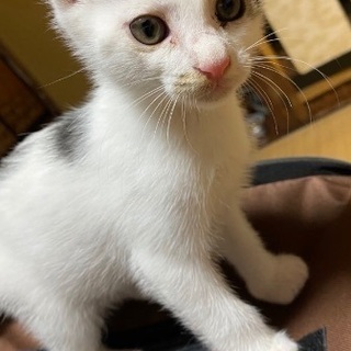 子猫の里親募集