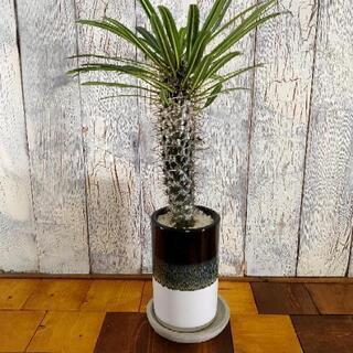 【観葉植物】パキポディウム・ラメリー受皿付