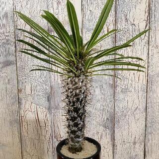 【観葉植物】パキポディウム・ラメリー受皿付の画像