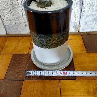 【観葉植物】パキポディウム・ラメリー受皿付の画像