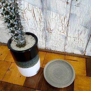 【観葉植物】パキポディウム・ラメリー受皿付の画像