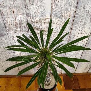 【観葉植物】パキポディウム・ラメリー受皿付の画像