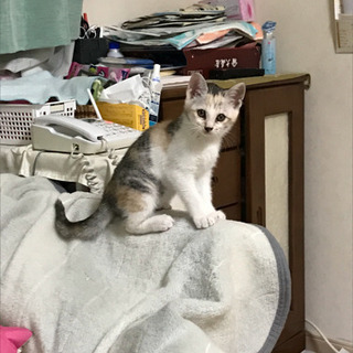 子猫2匹います。里親になって下さい。