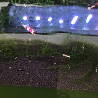 (準備中)レッドビーシュリンプ