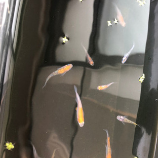 メダカ🌸稚魚多種🌸