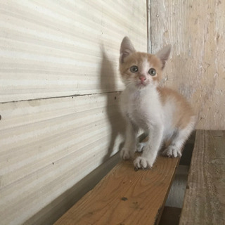 わんぱくニャンコちゃん、引き取り先決まりました。お問い合わせありがとうございます。 - 和歌山市
