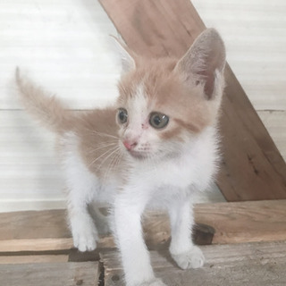 わんぱくニャンコちゃん、引き取り先決まりました。お問い合わせあり...