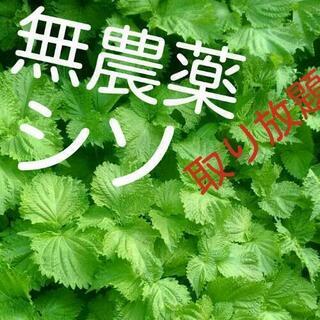 【家庭菜園応援】やわらか香る　大葉　苗【無農薬】青じそ　シソ　紫...