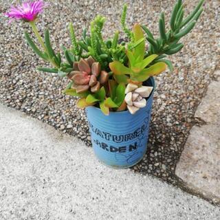 多肉寄せ植え　根付