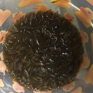 4️⃣月だけ数量限定　ミナミヌマエビ1️⃣5️⃣匹＋@