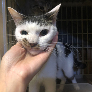 『急募』保護猫キジシロ