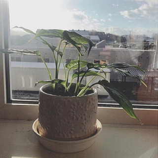 植木鉢譲ってください🥺！