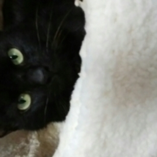 かわいい黒猫の里親さんになってください