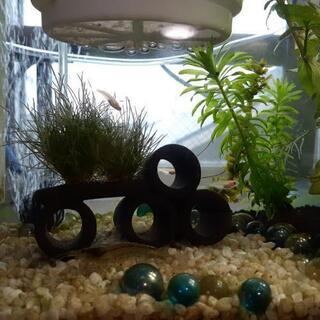 【楊貴妃】卵　針子　幼魚
