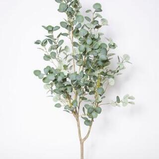 ユーカリの枝を譲ってください