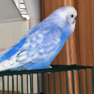 セキセイインコ探してます