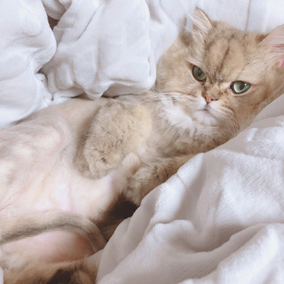 ペルシャ猫　ばっしゅ