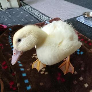 アヒルの中雛の里親さんを募集しています