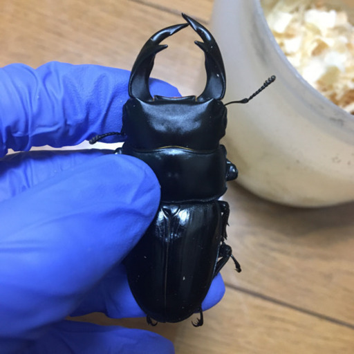オオクワガタ　韮崎産