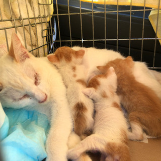 猫を探しています！