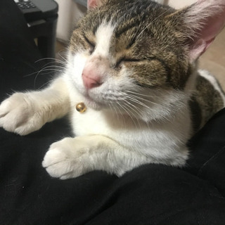 絶対に噛まない人懐っこいキジ白の雌猫ちゃんの家族になりませんか？の画像