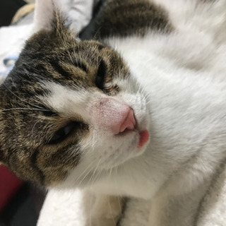 絶対に噛まない人懐っこいキジ白の雌猫ちゃんの家族になりませんか？ - 里親募集