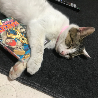 絶対に噛まない人懐っこいキジ白の雌猫ちゃんの家族になりませんか？ - 猫