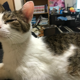 絶対に噛まない人懐っこいキジ白の雌猫ちゃんの家族になりませんか？ - 野田市