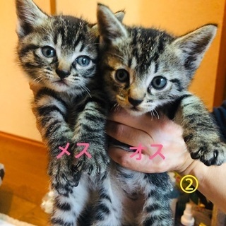 【里親様とお話し中のため、一時募集を停止させていただきます】 - 亘理郡