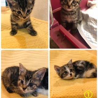 【里親様とお話し中のため、一時募集を停止させていただきます】