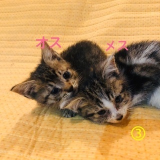 【里親様とお話し中のため、一時募集を停止させていただきます】 - 猫