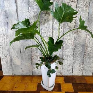 【観葉植物】クッカバラ 受皿付