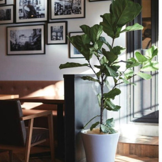 7/9まで 大型植木鉢 40㎝ 受皿付き