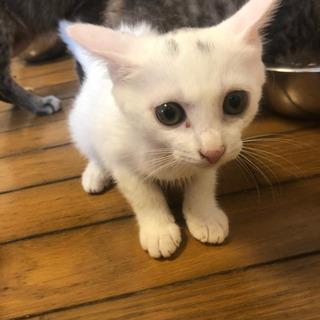 2ヶ月くらいの子猫ちゃん - 品川区