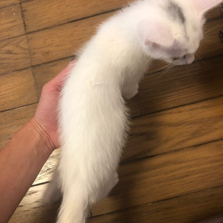 2ヶ月くらいの子猫ちゃん − 東京都