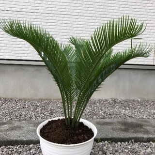 ソテツの子株の画像