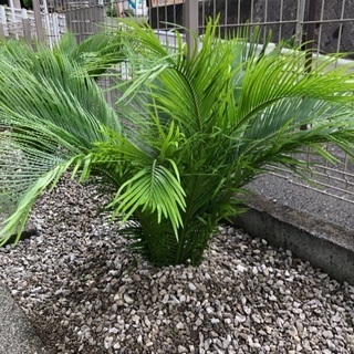 ソテツの子株の画像