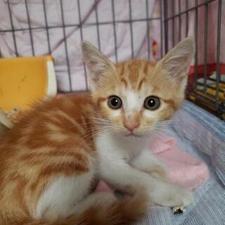 アメショーっぽい柄の茶白子猫２匹２ヶ月