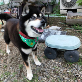 里親さん決まりました。沢山のメッセージありがとうございました。